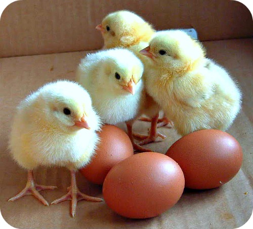 Business plan for rearing chickens