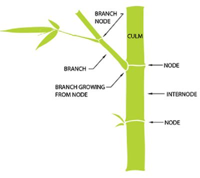 Bamboo Plant Anatomy 