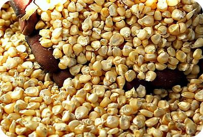 Maize Grains in Uganda, Africa