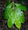 Aningeria adolfi-friedericii  leafy branch