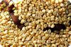 Maize Grains in Uganda, Africa