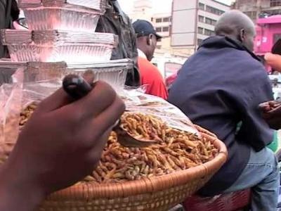 Uganda Insects Business Opportunities