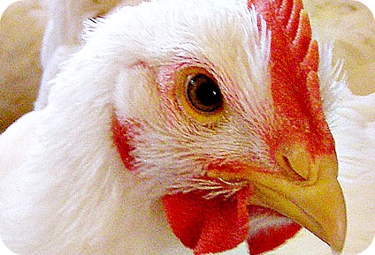Broiler chicken farming business plan india
