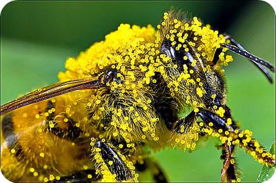 Honey Bee Laden with Pollen