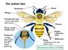The Structure of a Worker Bee