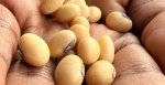 Soya Beans in Hand Uganda