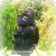 The Mountain Gorilla