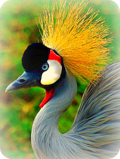 Uganda Bird Guides: The Uganda Crane
