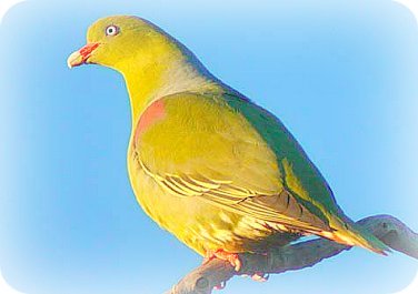 Uganda Birding Safari Guide: The African Green Pigeon