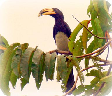 Uganda Bird Guides: The African Pied Hornbill
