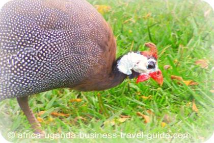 Helmeted Guinea Fowl in Uganda