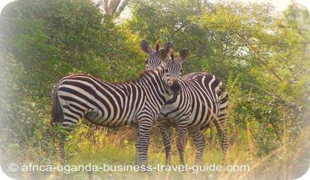 Uganda National Parks