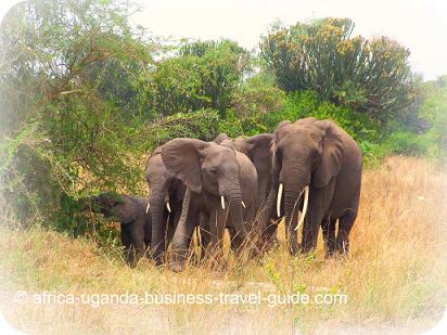 Uganda National Parks