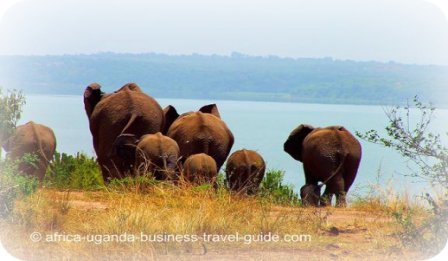 Elephants in a Uganda National Park, Africa