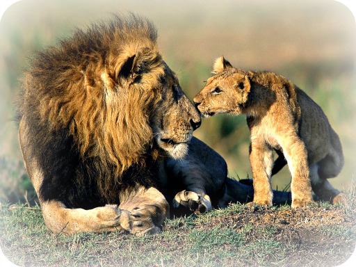 Uganda Wildlife Guide