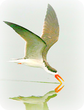 Uganda Birding Safari Guide: African Skimmer