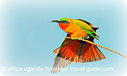 Africa Uganda Birding Red throated Bee Eater