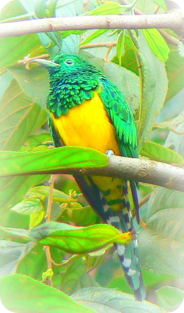 Uganda Bird Guides: African Emerald Cuckoo