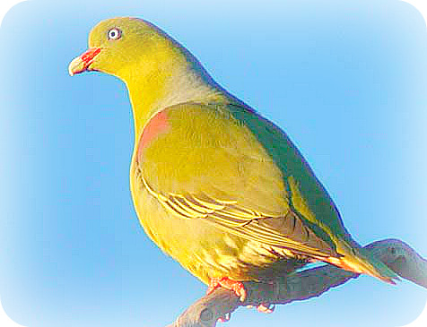 Uganda Birding Safari Guide: The African Green Pigeon