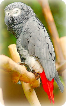 Uganda Birding Safari Guide: African Grey Parrot