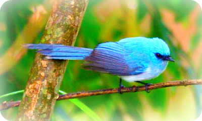 Uganda Bird Guides: The African blue Flycatcher