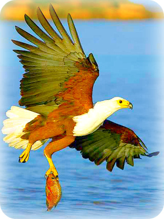 Uganda Birding Safari Guide: African Fish eagle