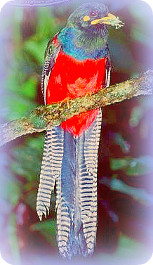 Uganda Birding Safari Guide: BAR-TAILED TROGON