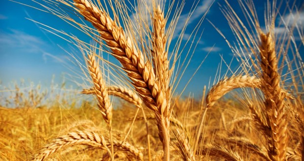 Barley Plantation in Uganda