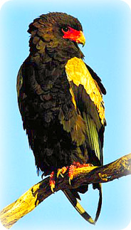 Uganda Birding Safari Guide: Bateleur Eagle