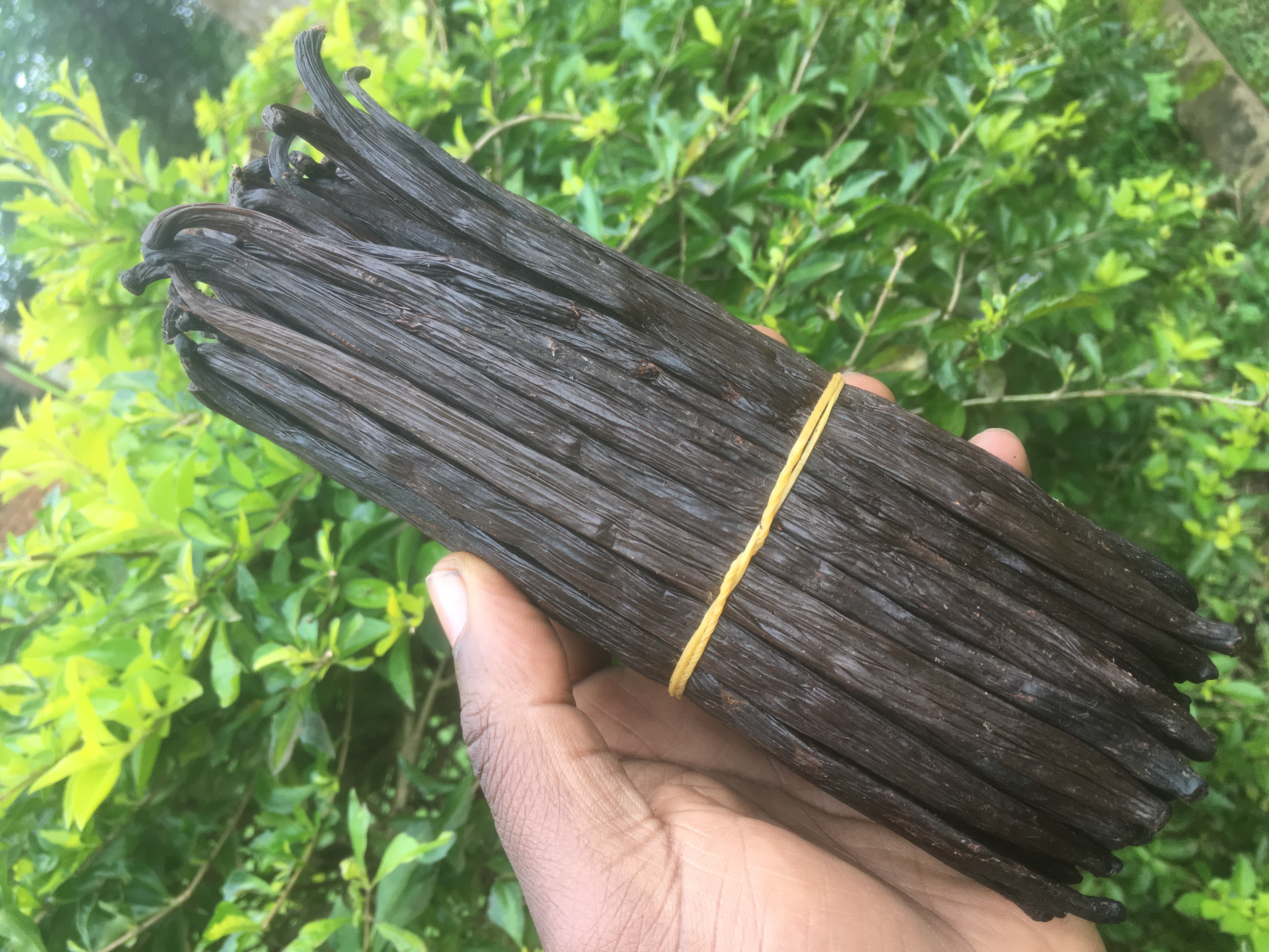 How to use Vanilla effectively; Buy the best Vanilla Beans, Make your own Vanilla Extracts, Find Vanilla Recipes and Create your own Vanilla products