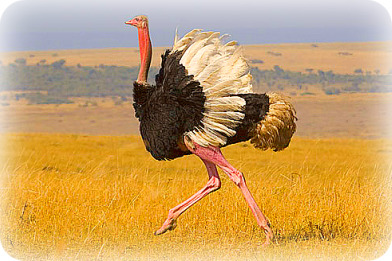 Uganda Birding Safari Guide: Common Ostrich
