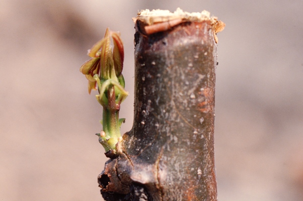 Cassava Stem sprouting