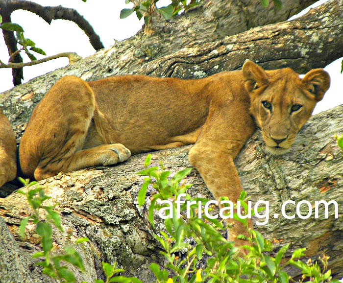 A Climbing Lion on Fig Tree at Ishasha Sector , Queen Elizabeth National Park.