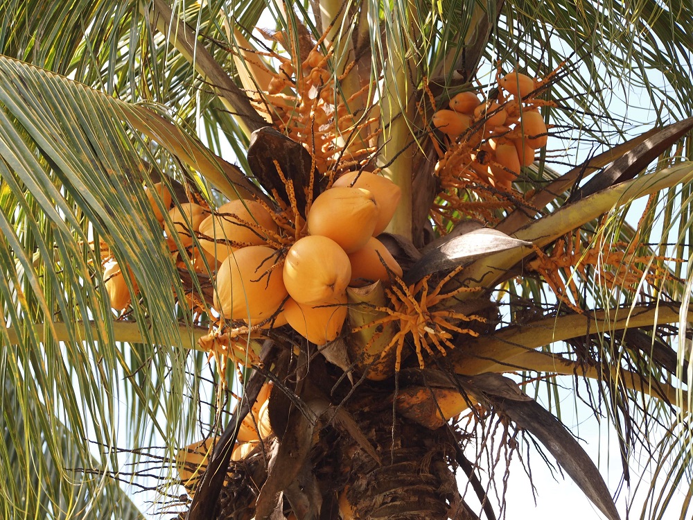 Coconut in Uganda