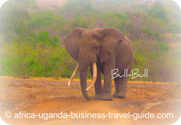 Elephant at Uganda Accommodation: Apoka Lodge Kidepo NP