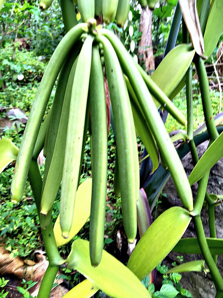 Green Vanilla Beans Ready to Harvest in Uganda, Africa. We identify them by the pale skin and the yellowing on the tips.
