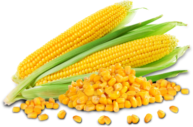 Maize Corn and Grains in Uganda