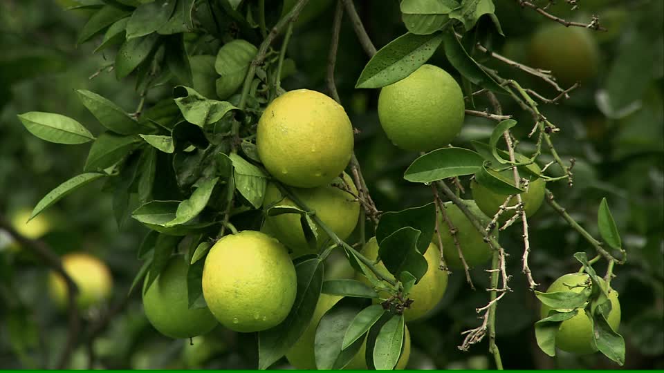 Orange tree with fruits in Uganda