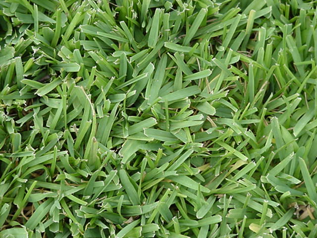 Paspalum grass in Uganda