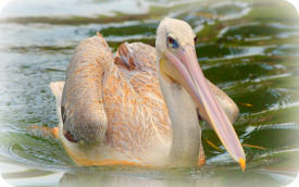 Uganda Bird Guides: The Pink Backed Pelican