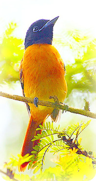 Uganda Birding Safari Guide: RED BELLIED PARADISE FLYCATCHER