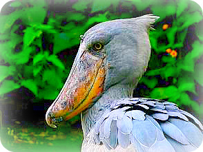 Shoebill in Africa Uganda