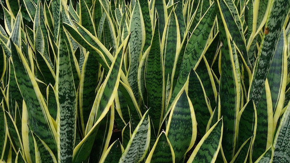 Snake plant in Uganda