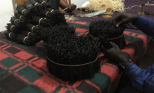 Sorting Uganda Vanilla Pods one Bean at a time. 
You can be sure the scent is real strong from the beautiful dark oily skin.