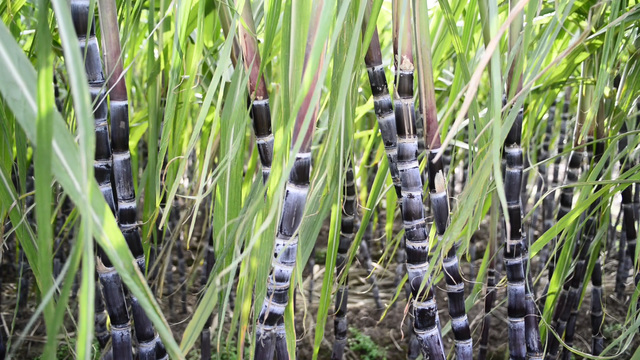 Sugarcane Plantation in Uganda