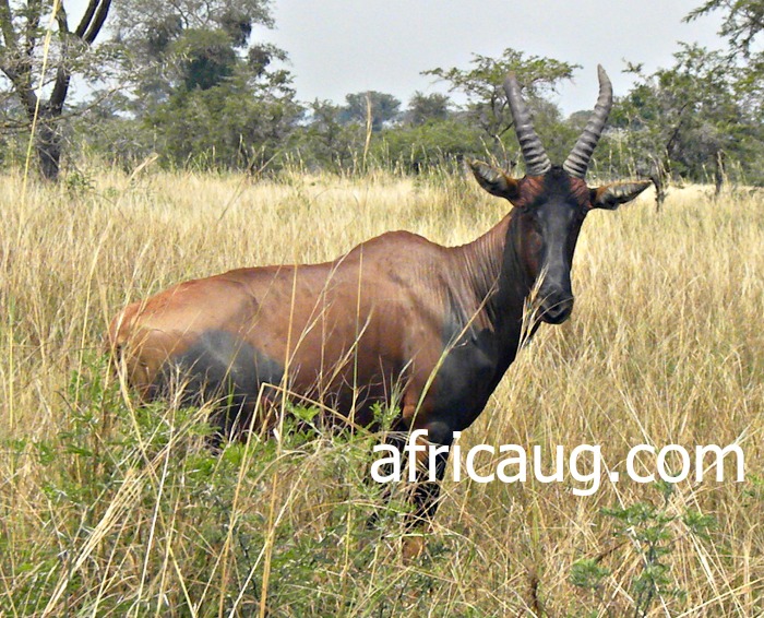 Elegant...! The Topi Antelope at Queen Elizabeth National Park.   We came to learn from our Tour guide that this is the Fastest Antelope in the Park.