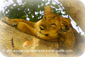 Tree Climbing Lion in Africa