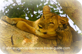 Tree Climbing Lion in Africa