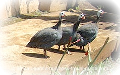 Guinea Fowls in Uganda