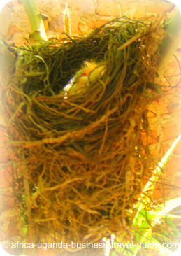 Uganda Bird Guides: Weaver Chick in Nest